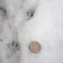 Следы Хорька На Снегу