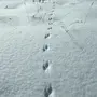 Следы хорька на снегу
