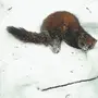 Следы хорька на снегу зимой