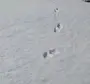 Следы хорька на снегу зимой