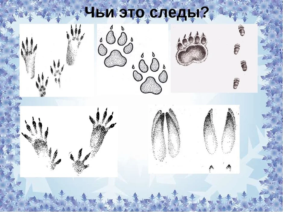 Чьи следы
