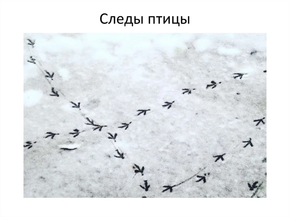 Следы птицы на снегу