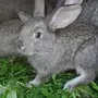 Кролик породы шиншилла