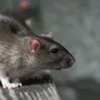 Показать крыс