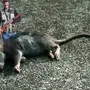 Большая Крыса