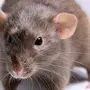 Породы декоративных крыс