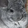 Пуховый Кролик