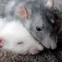 Крысы на аву
