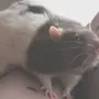 Крысы На Аву