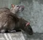 Крыса Уличная