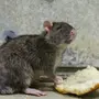 Крысы