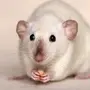 Сиамская Крыса
