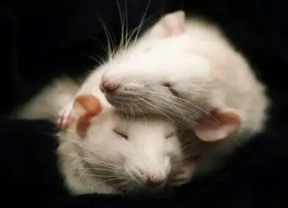 Двух крыс в обнимку