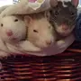 Крысы Подружки