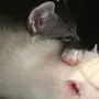 2 Крыс В Кепке