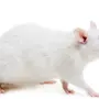 Крысы На Белом Фоне