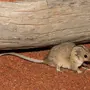 Картинка мыши