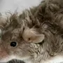 Картинка мыши