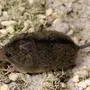 Мышка полевка крупным