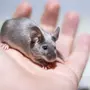 Декоративные мыши