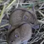 Мышь Полевка