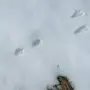 Следы мыши на снегу