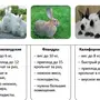 Породы Кроликов И Название
