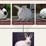 Породы кроликов и название