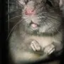 Злобная мышь картинки