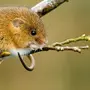 Мышь малютка