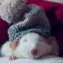 Спящая мышь