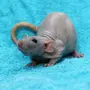 Мышь Дамбо