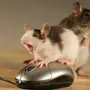Смешные картинки мышек