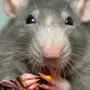 Мышь и крыса