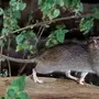 Мышь городская
