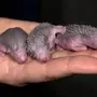 Как рождаются ежики