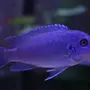 Цихлида рыба аквариумная