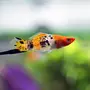 Меченосец Аквариумная Рыбка