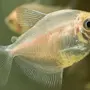 Аквариумные рыбки тернеция