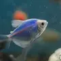 Тернеция аквариумная