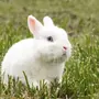 Кролик Гермелин