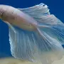 Рыбка Петушок Двухвостый