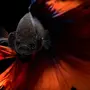 Рыбка петушок двухвостый