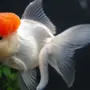 Золотая рыбка красная шапочка