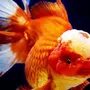 Золотая Рыбка Красная Шапочка
