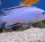 Аквариумные рыбки псевдотрофеус зебра
