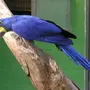 Большой попугай