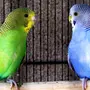 Окрасы волнистых попугаев и названия