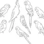 Картинки Волнистого Попугая Для Срисовки