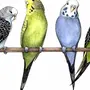 Волнистый попугай картинка для детей